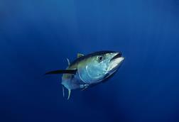 yellowfin_tuna