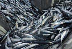 mackerel