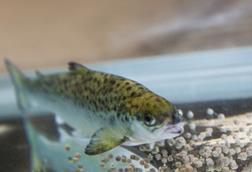 Nofima salmon feed research
