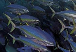 Tuna