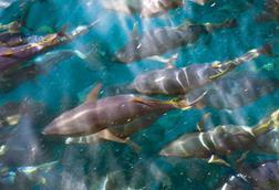 Researchers have tagged young bluefin tuna to learn annual migration patterns and vertical habitat use