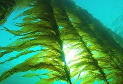 Seaweed Solutions