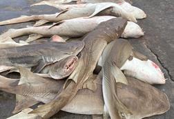 India shark catch