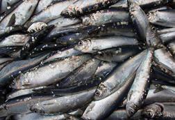 Northeast Atlantic herring