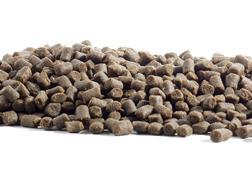 Fish feed