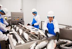 Fish processing