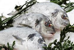three gilthead bream on ice