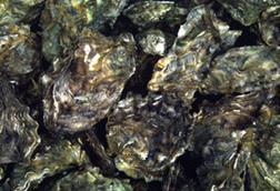 s300_OSHV-Pacific-Oysters-GOV-UK