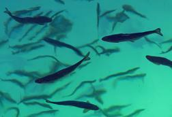 salmon smolt swimming around