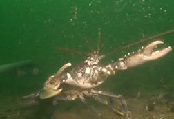 A lobster under the mussel farm run by Offshore Shellfish Ltd