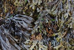 Seaweed