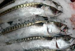 NEA mackerel