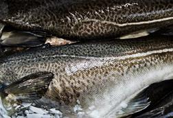 Icelandic cod