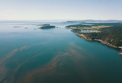 Algal Bloom