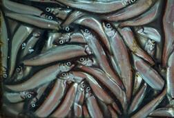 Capelin credit Svanhildur Egilsdottir