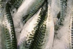 Northeast Atlantic mackerel