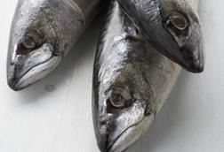 Northeast Atlantic mackerel