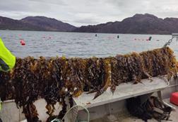 UK Seaweed
