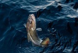 A supplied image of a Norwegian Skrei