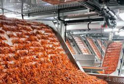 Carsoe - Shrimp Factory