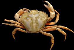 A close up image of the European Green Crab on a black background