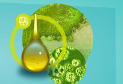 Veramaris algal oil