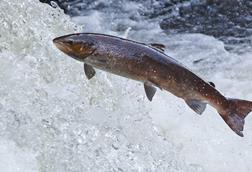 Wild Scottish salmon