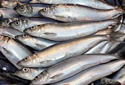 North Sea herring
