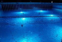 Andfjord Salmon smolt release K0 Kvalnes 2025