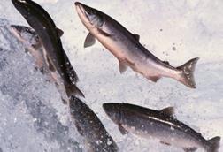 BIM withdraws salmon farm application in Galway Bay