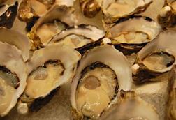 Oysters