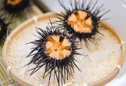 Open Urchin 3