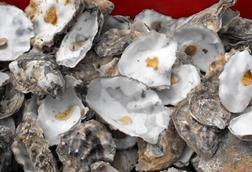 Oysters can provide 'services' that can outweigh their harvest value  Photo: © Penny Mayes/CC BY-SA 2.0