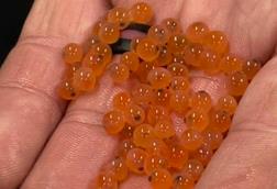 Trout eggs