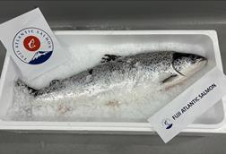 A whole Fuji Atlantic Salmon on ice