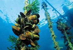 Underwater image of mussels being grown on a rope