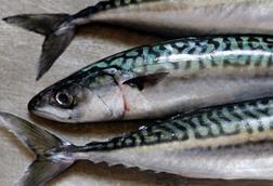 Mackerel