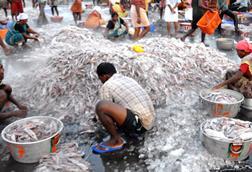 India fisheries