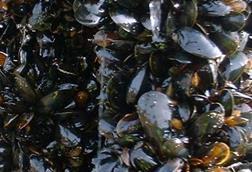 Scottish rope-grown mussels