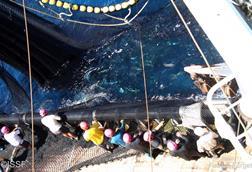 ISSF land-based tuna production
