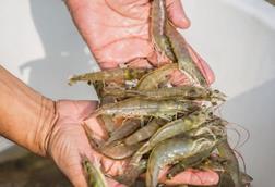 Ecuador’s SSP has signed off its first batch of SSP-approved premium quality farmed shrimp Photo: SSP