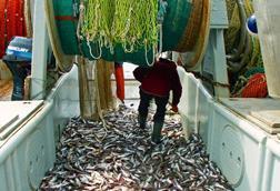 Alaska pollock catch