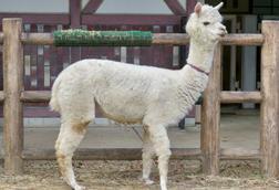 Alpaca in a zoo