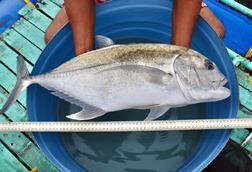 Giant trevally with measuring strip being held over a blue bucket of water