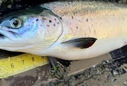 Nofima salmon health and development research