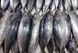 Skipjack_tuna_(Katsuwonus_pelamis)_in_a_Philippine_fish_market