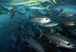 Yellowfin tuna
