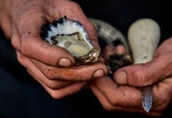 Farmer holding a rock oyster
