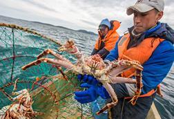 Crab catch in Russian Far East