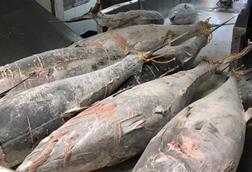 tuna